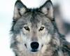 <b>Название: </b>Look Into My Eyes, Winter Wolf, <b>Добавил:<b> aleks_gubkin<br>Размеры: 1600x1200, 309.6 Кб