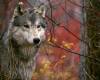 <b>Название: </b>The Lookout, Gray Wolf, <b>Добавил:<b> aleks_gubkin<br>Размеры: 1600x1200, 287.3 Кб
