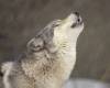 <b>Название: </b>Howling Timber Wolf, Temperate North America, <b>Добавил:<b> aleks_gubkin<br>Размеры: 1600x1200, 290.7 Кб