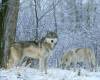 <b>Название: </b>Winter Land Wolves, <b>Добавил:<b> aleks_gubkin<br>Размеры: 1600x1200, 412.6 Кб