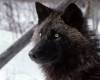 <b>Название: </b>Tundra Wolf, Alaska, <b>Добавил:<b> aleks_gubkin<br>Размеры: 1600x1200, 319.2 Кб