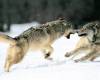 <b>Название: </b>Grey Wolves, Northern Alaska, <b>Добавил:<b> aleks_gubkin<br>Размеры: 1600x1200, 254.5 Кб