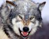 <b>Название: </b>Snarling Gray Wolf, <b>Добавил:<b> aleks_gubkin<br>Размеры: 1600x1200, 366.2 Кб