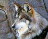 <b>Название: </b>Mexican Wolf, <b>Добавил:<b> aleks_gubkin<br>Размеры: 1600x1200, 418.9 Кб