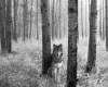 <b>Название: </b>Watchful Eyes in the Wild, <b>Добавил:<b> aleks_gubkin<br>Размеры: 1600x1200, 461.4 Кб