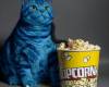 <b>Название: </b>avatar cat, <b>Добавил:<b> aleks_gubkin<br>Размеры: 600x674, 81.1 Кб