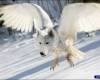 <b>Название: </b>1226347U, <b>Добавил:<b> aleks_gubkin<br>Размеры: 600x353, 35.9 Кб